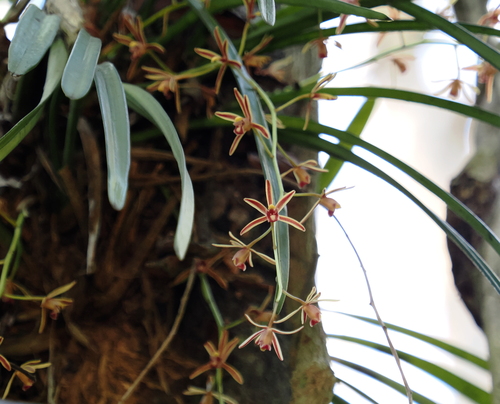 Cymbidium crassifolium, photograph 3