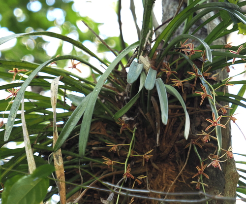 Cymbidium crassifolium, photograph 4