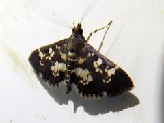 Sameodes