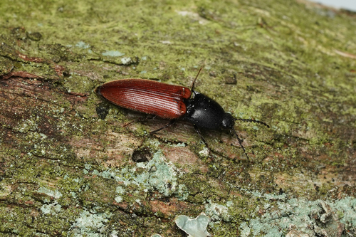 Cardinal Click Beetle