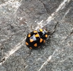 Coccinella leonina