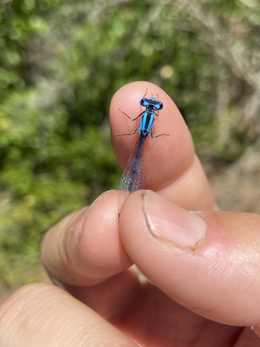 iNaturalist observation photo of Bluets
