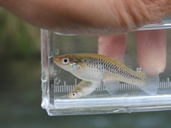 Spotfin Gambusia photo 2