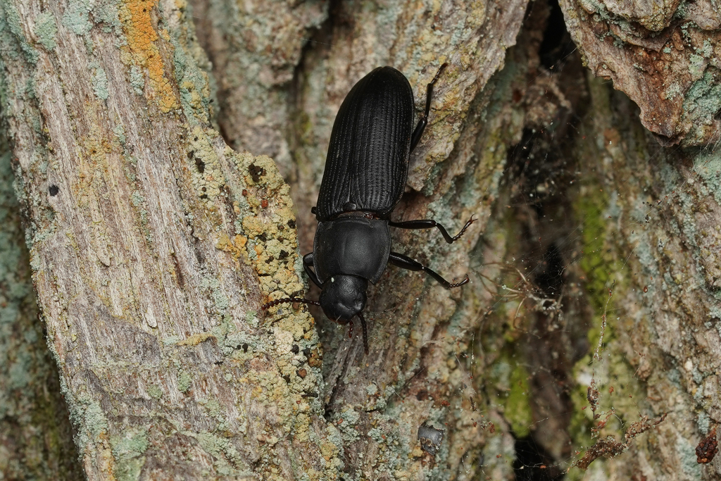 Tenebrio opacus