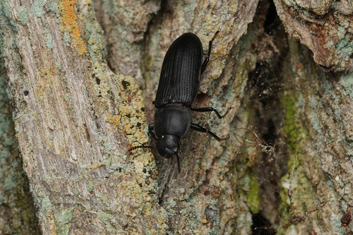 Tenebrio opacus
