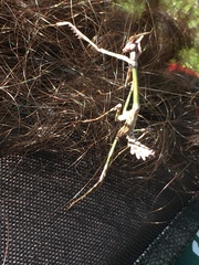 Empusa