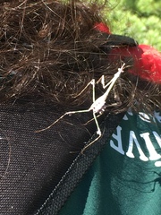 Empusa