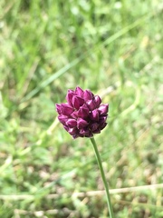Allium