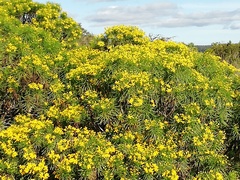 Euryops brevipapposus