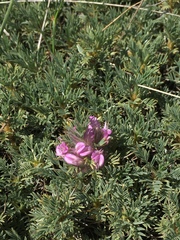 Astragalus plumosus