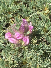 Astragalus plumosus