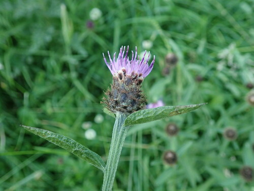 Image of Chalk knapweed by (c) Daniel Cahen, some rights reserved (CC BY)