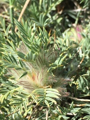 Astragalus plumosus
