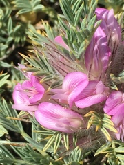 Astragalus plumosus