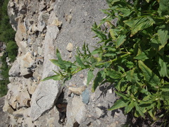 Koenigia phytolaccifolia