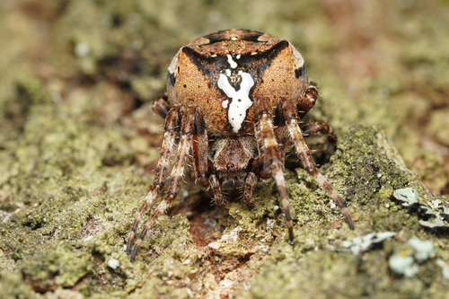Angular Orbweaver Spider photo 3