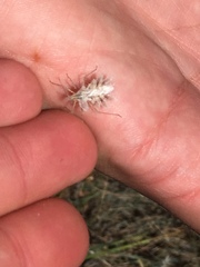 Phyllomorpha lacerata