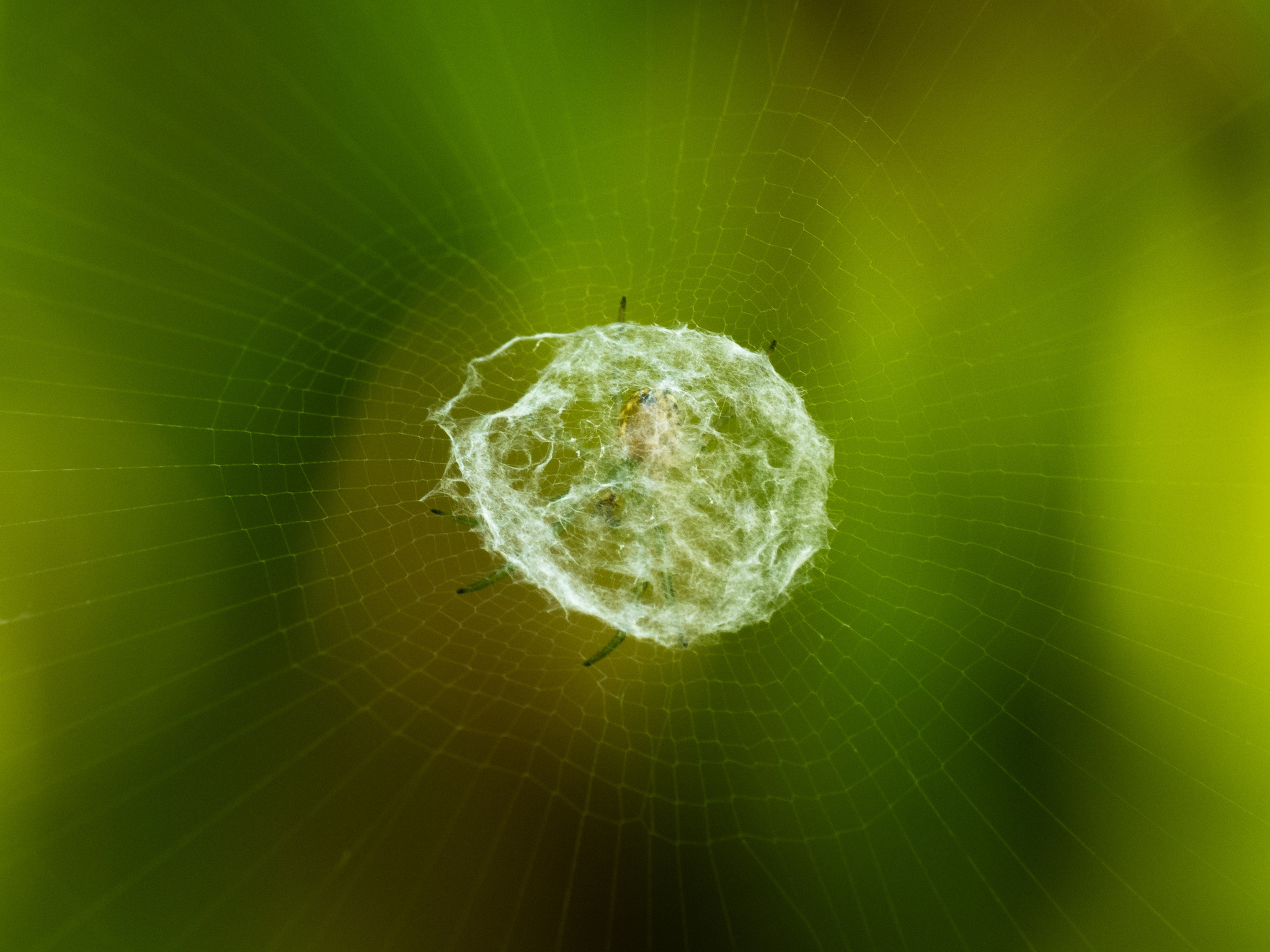 lined orbweaver