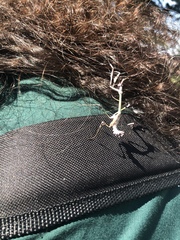Empusa