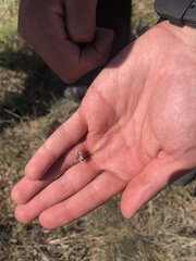 Phyllomorpha lacerata