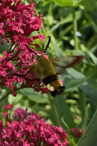 Hemaris fuciformis