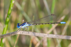 Argia alberta