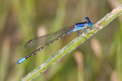 Argia alberta