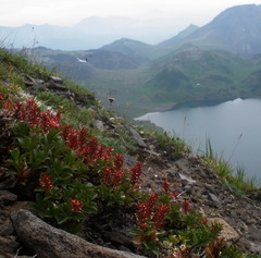 Salix tschuktschorum