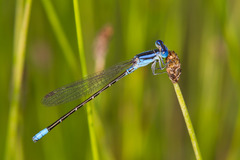 Argia alberta
