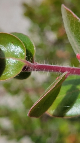 Shatterberry foliage