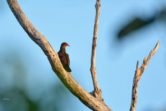 Patagioenas speciosa