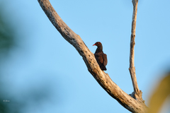 Patagioenas speciosa