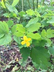 Chelidonium majus