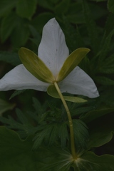 Trillium camschatcense