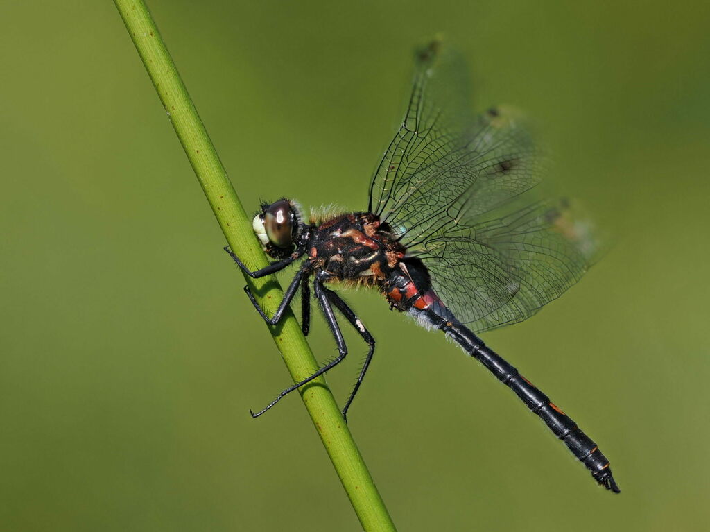 Small Whiteface