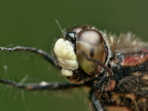 Small Whiteface photo 3