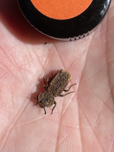 Eastern Ironclad Beetle photo 2