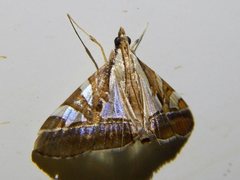 Agrioglypta itysalis