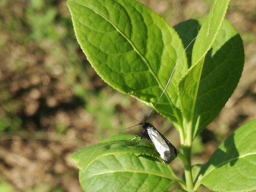 Adela zelená (Adela reaumurella)