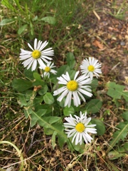 Bellis perennis