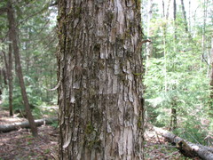 Ostrya virginiana image