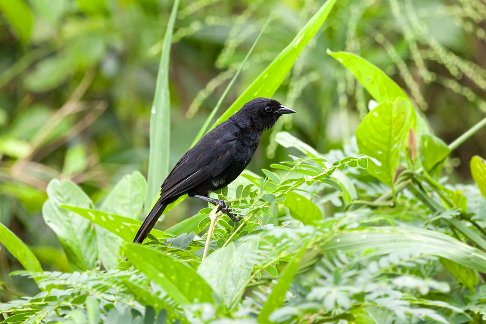 Velvet-fronted Grackle photo
