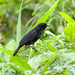 Velvet-fronted Grackle - Photo (c) Sergey Pisarevskiy, some rights reserved (CC BY-NC-SA)