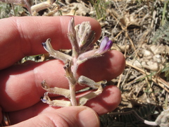 Astragalus leucolobus