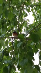 Phoenicurus phoenicurus