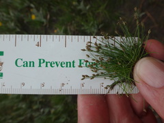 Eleocharis bella