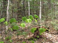 Viburnum lantanoides image