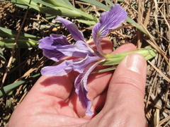 Iris hartwegii australis