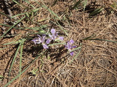 Iris hartwegii australis