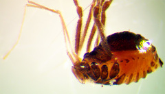 Crosbycus dasycnemus